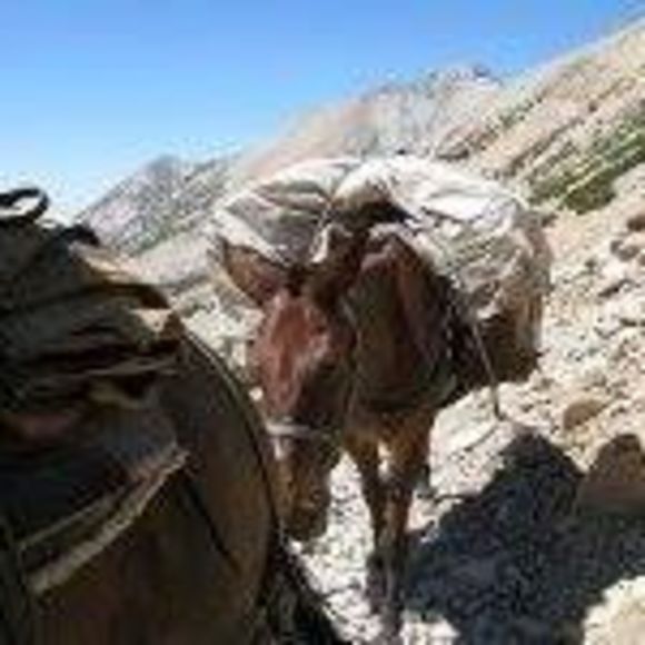 Meet your Posher, George - Picture 1 of 1